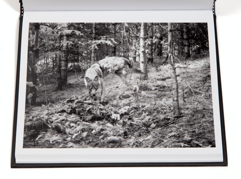 05_Carcasse_Normand_Rajotte_coyote