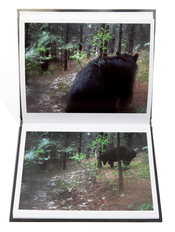 06_Carcasse_Normand_Rajotte_ours