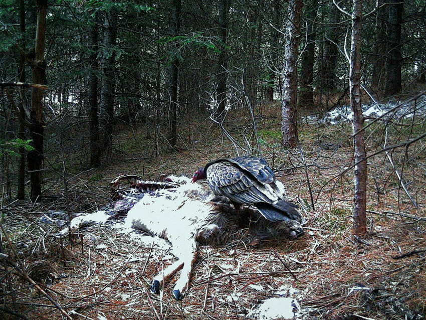 16_Normand_Rajotte_62738C2