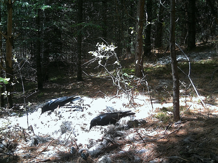 21_Normand_Rajotte_69212C