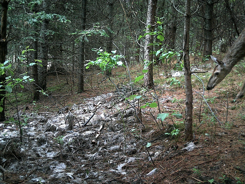 28_Normand_Rajotte_75929_D