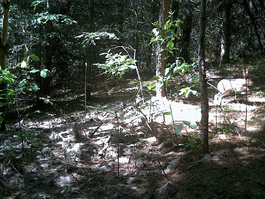 29_Normand_Rajotte_76055_D